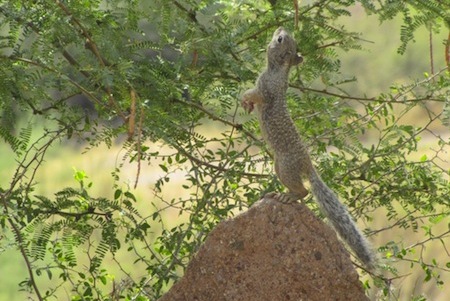 MCF - Baby rock squirrels