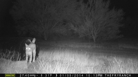 That ain’t no housecat, folks! This is Bob, our resident bobcat, marking his territory – an old mining tube that stands about two-feet tall. 