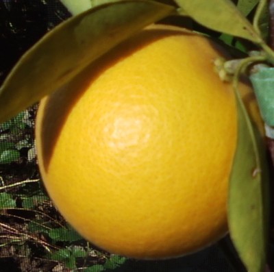 home-grown Orange - crop of one