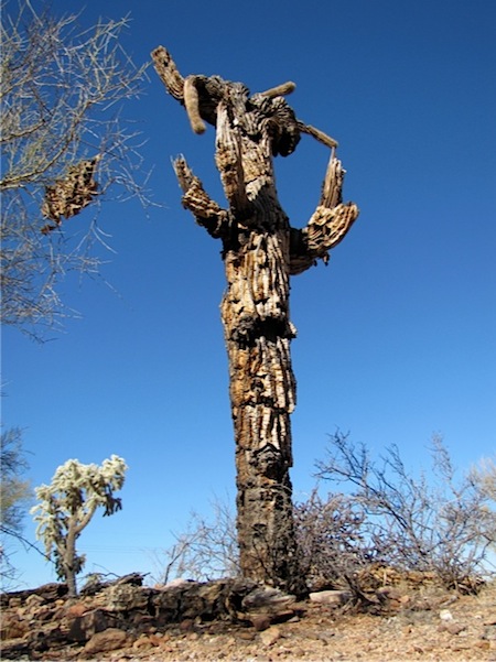 mighty saguaro bones 2-0 MCF 