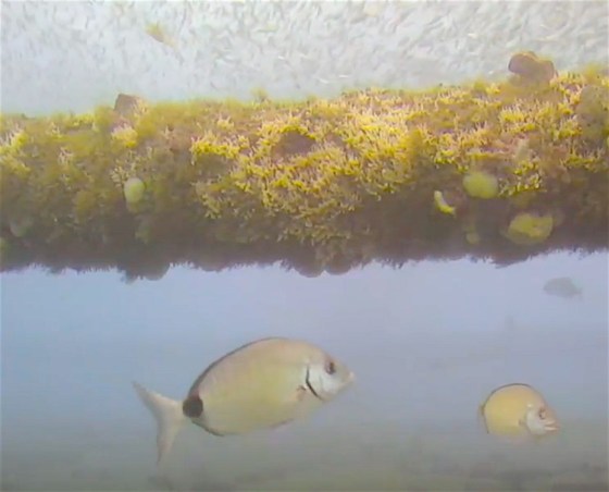 location - frying pan shoals