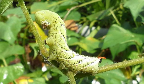Tobacco caterpillar on tomato plant -- Caterpillars masters of domination