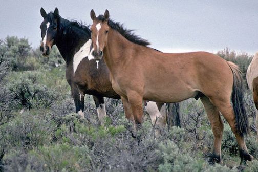 Wild Horses