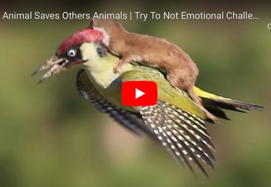 Animal Acts of Compassion