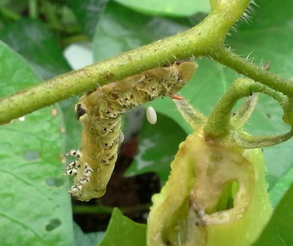 (photo credit: Linda Anselmi)