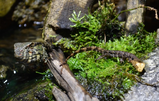 Chinese Crocodile Lizard