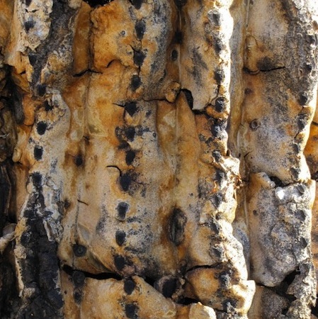 MCF - Saguaro bones 3