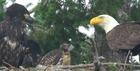 Bald Eagle-Hawklet Day