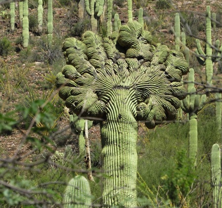 Crested Saguaro