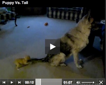 screenshot & link to Puppy vs Tail video at StupidVideos.com
