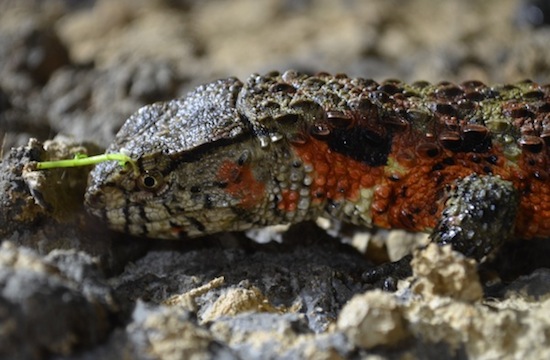 Chinese Crocodile Lizard