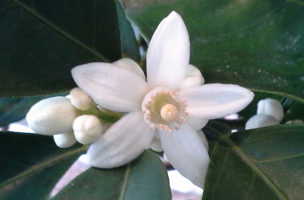 home-grown orange blossom