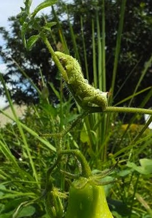 Caterpillars Masters of Domination