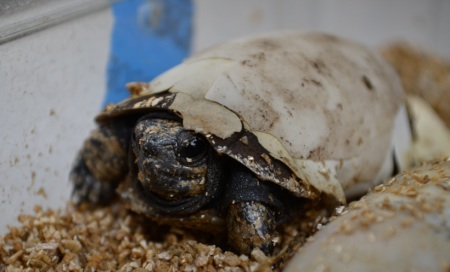 f2 Arakan Forest Turtle - 1