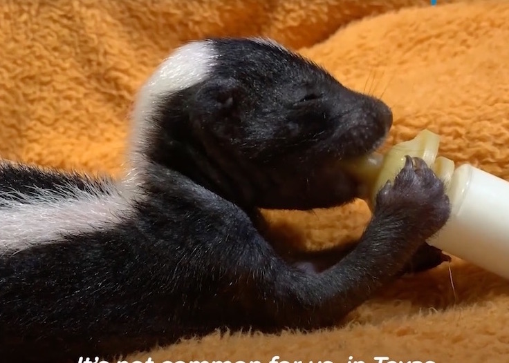 baby skunks