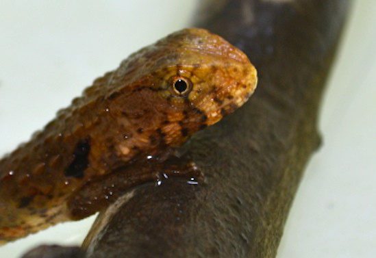 Chinese Crocodile Lizard