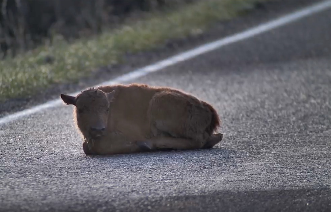 bison calf
