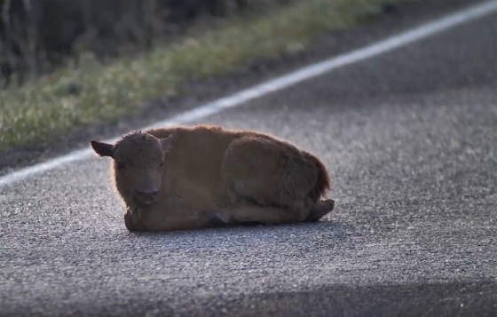 bison calf