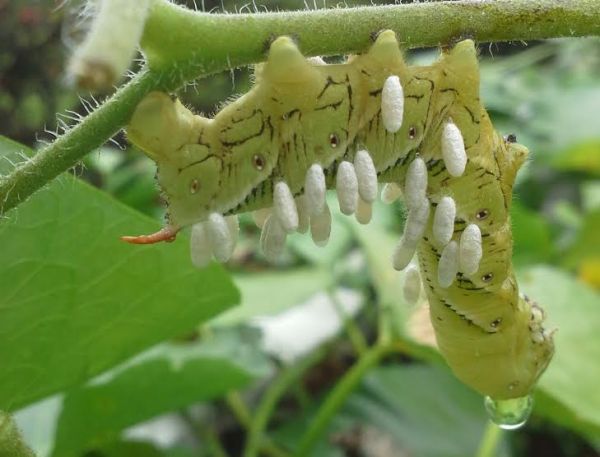 Tobacco caterpillar with tiny pods (photo credit: Linda Anselmi)