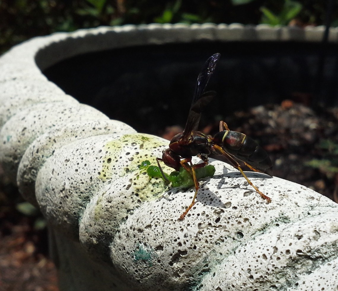 giant wasps