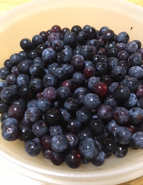 blueberry season
