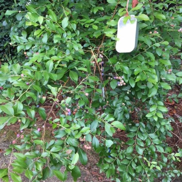 Blueberry Season - bush