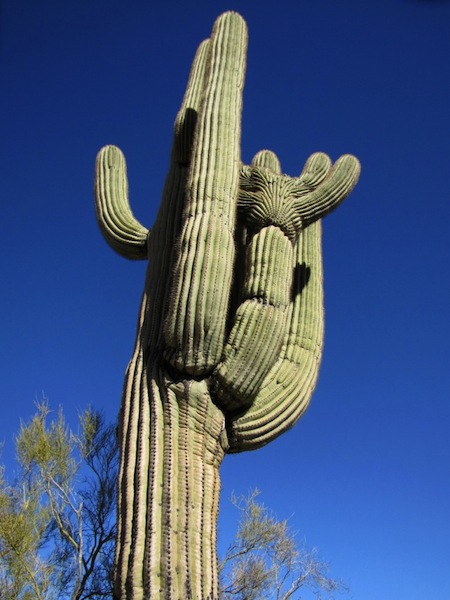 Crested Saguaro