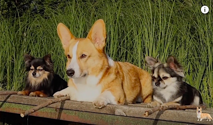 Topi's camping adventure