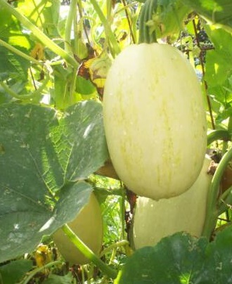 Spaghetti squash