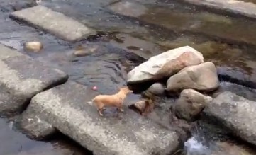 Creative dog playing fetch