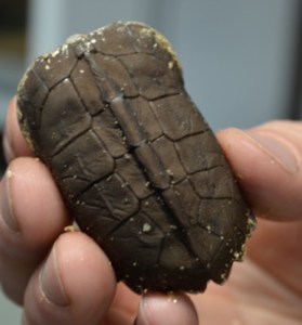 f2 Arakan Forest Turtle - 3