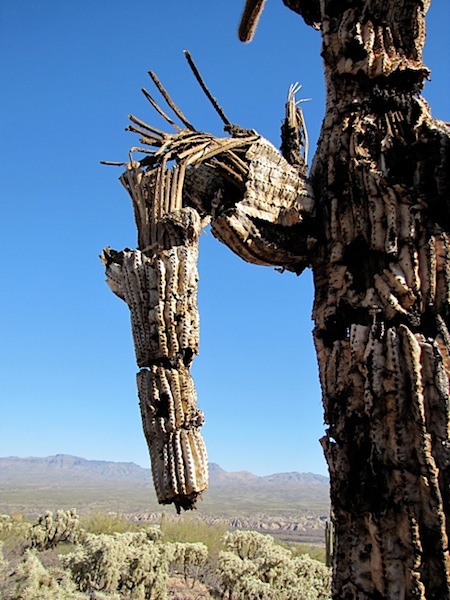 saguaro bones 2-2 MCF 