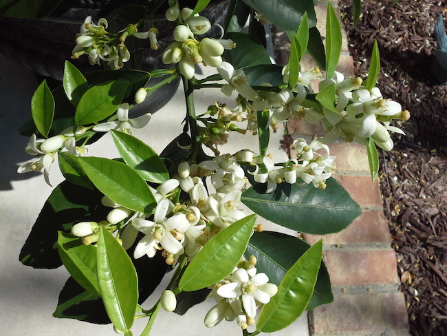 a tease of orange blossoms 2