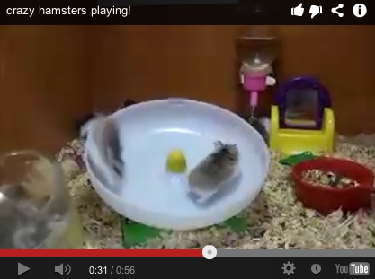 hamster spin