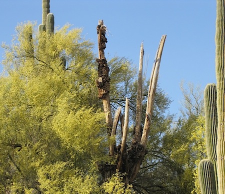 MCF - Saguaro bones1