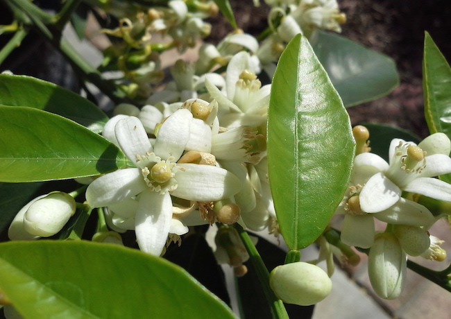 Tease of Orange Blossoms